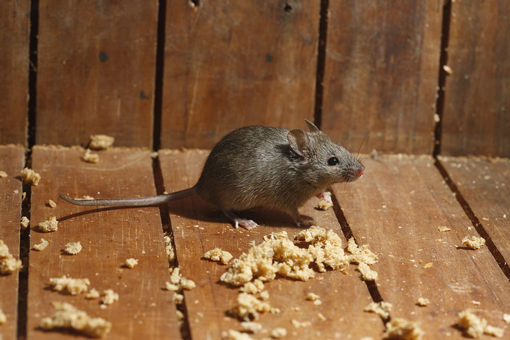 How To Protect Your Shed From Pests